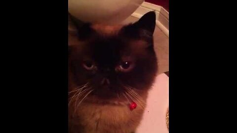 Boston is High ... Stoned Again! Stoned Exotic Cat