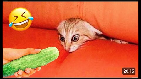 Funniest Cat And Dogs -- Funny Animal Videos 2022 _30(