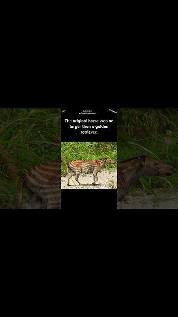 The Original Horse Was the Size of a Golden Retriever #horse #shorts