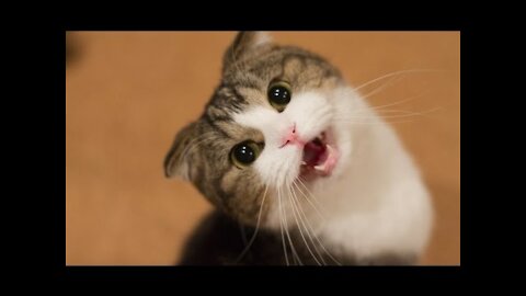 Compilation of Cute Cats and Kittens Meow
