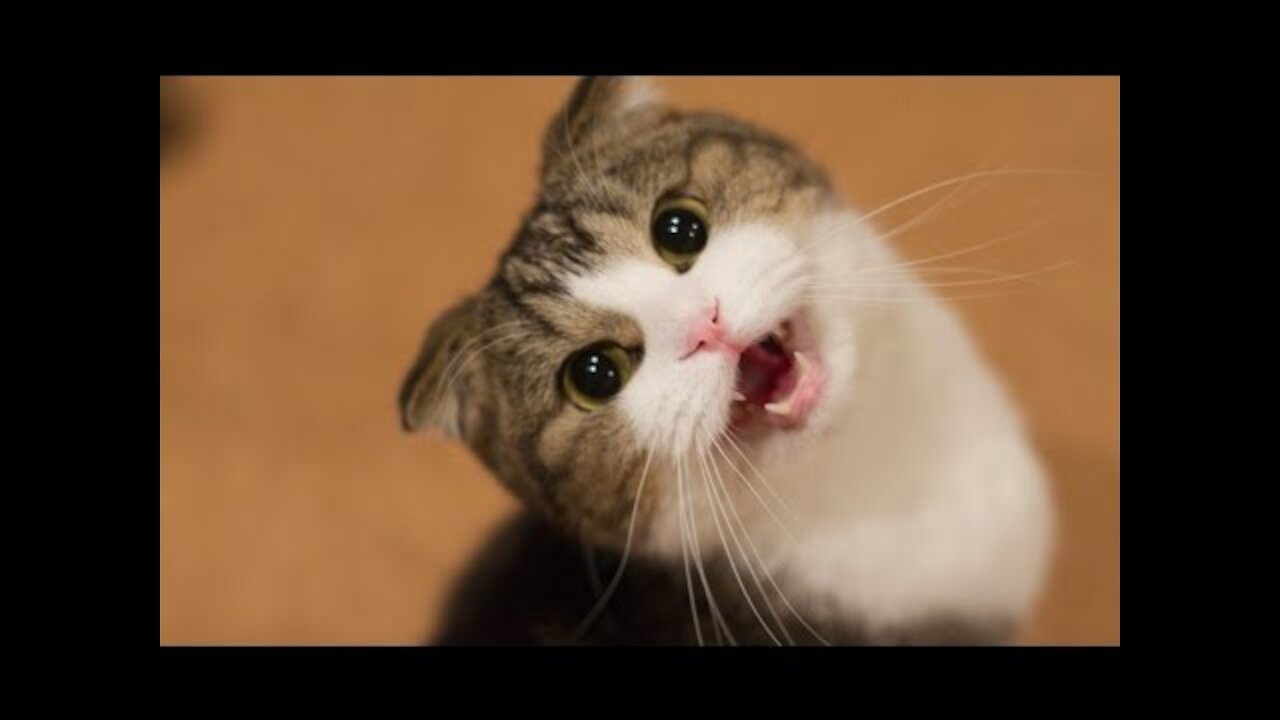 Compilation of Cute Cats and Kittens Meow