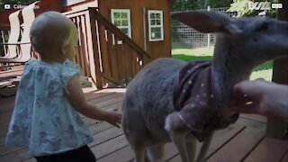 Möt familjen som har en känguru som husdjur