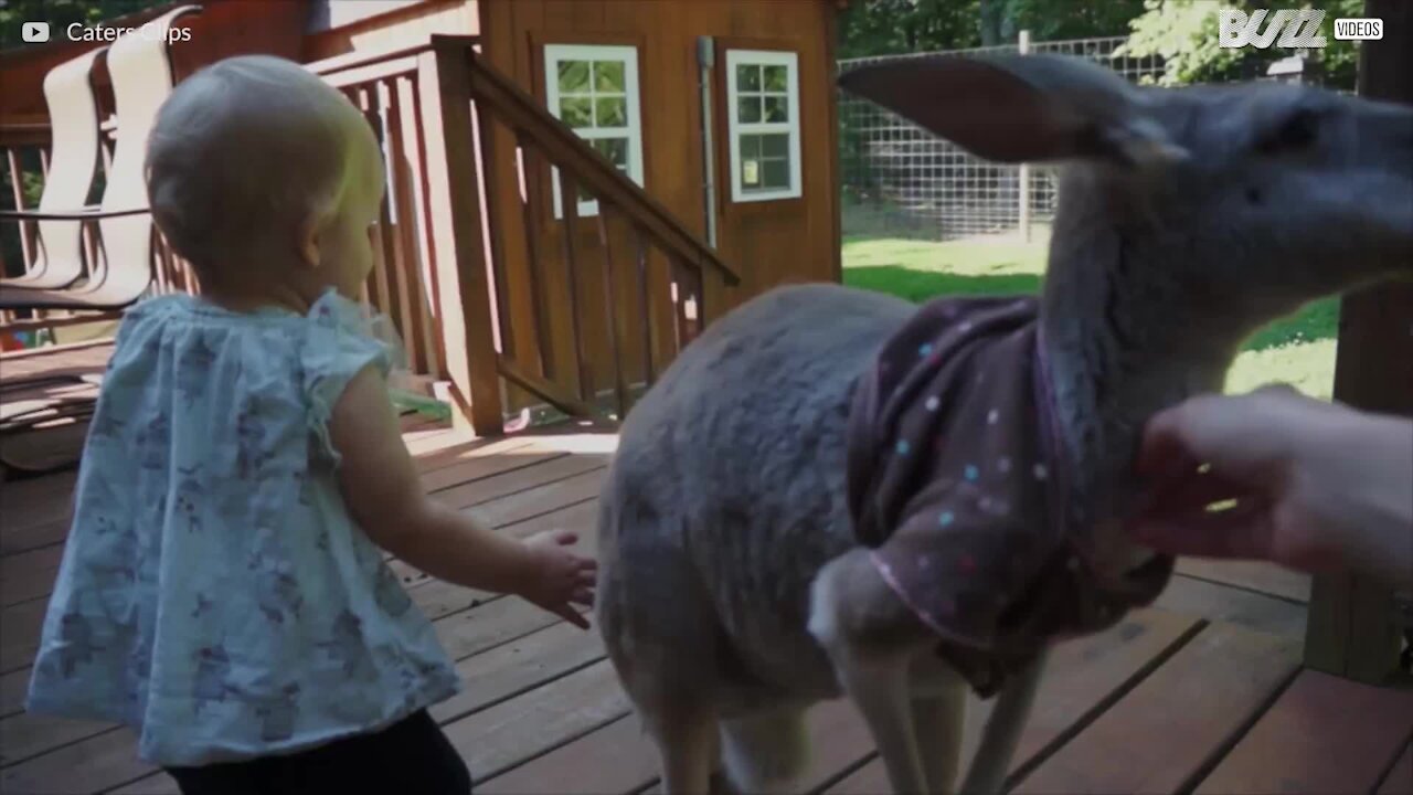 Möt familjen som har en känguru som husdjur