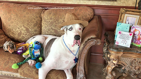 Emotional Thank You for Great Dane You Tube Friends' Kindness