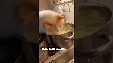🥰Cat Video🥰Funny Cat Video 2022 😍#shorts #cat