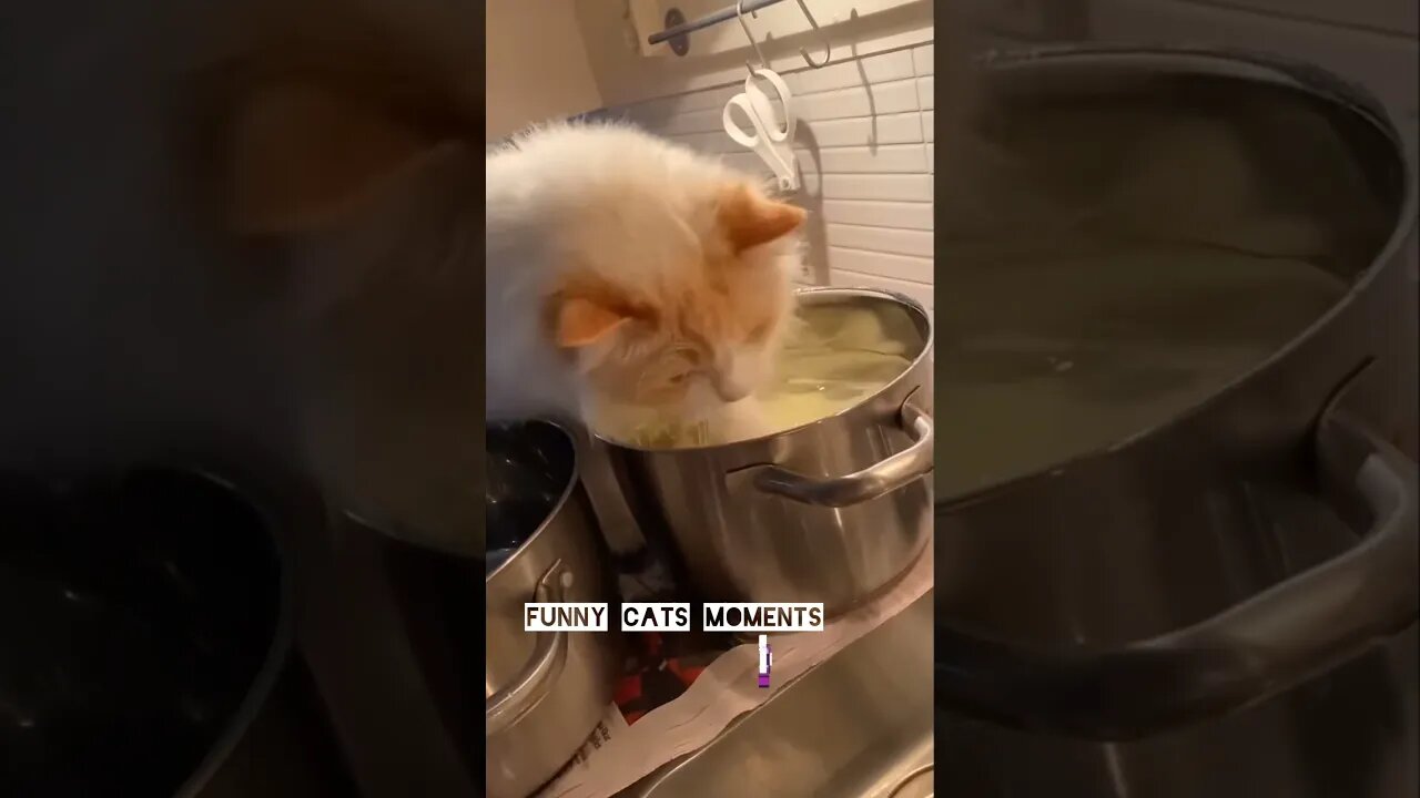 🥰Cat Video🥰Funny Cat Video 2022 😍#shorts #cat