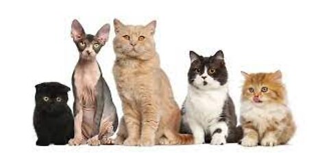 🐈 All Cat Breeds A-Z With Pictures! (all 98 breeds in the world)