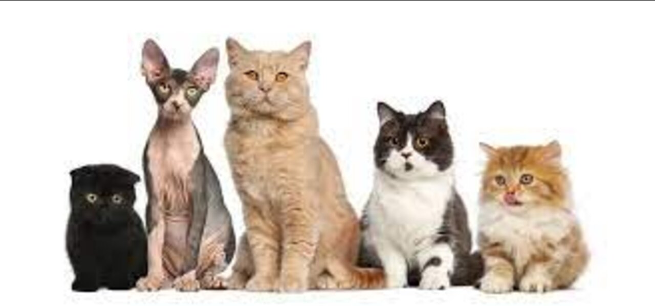 🐈 All Cat Breeds A-Z With Pictures! (all 98 breeds in the world)