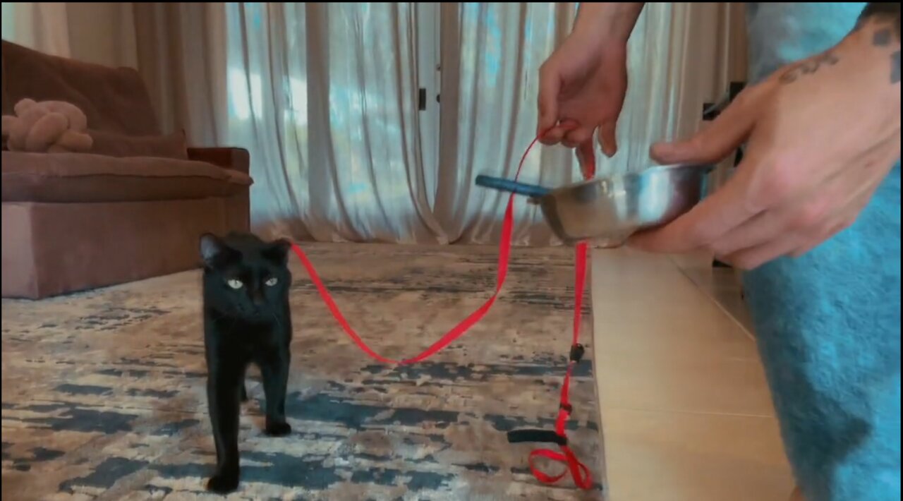 How to Teach Your Cat to Walk