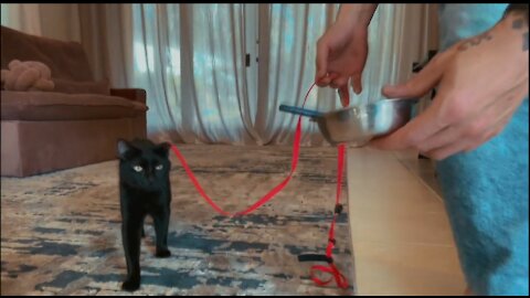 How to Teach Your Cat to Walk
