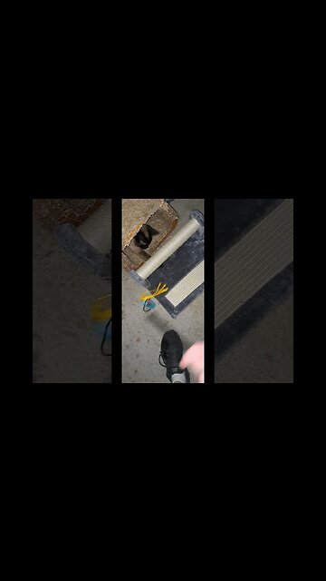 cats new scratching post PT1 #cat #viral #shortvideo #kitten #kittycat