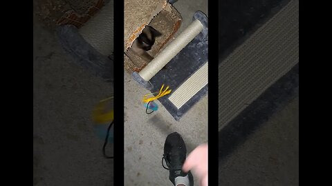 cats new scratching post PT1 #cat #viral #shortvideo #kitten #kittycat