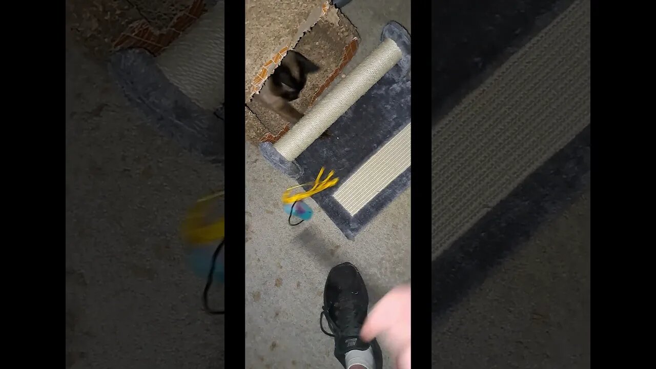 cats new scratching post PT1 #cat #viral #shortvideo #kitten #kittycat