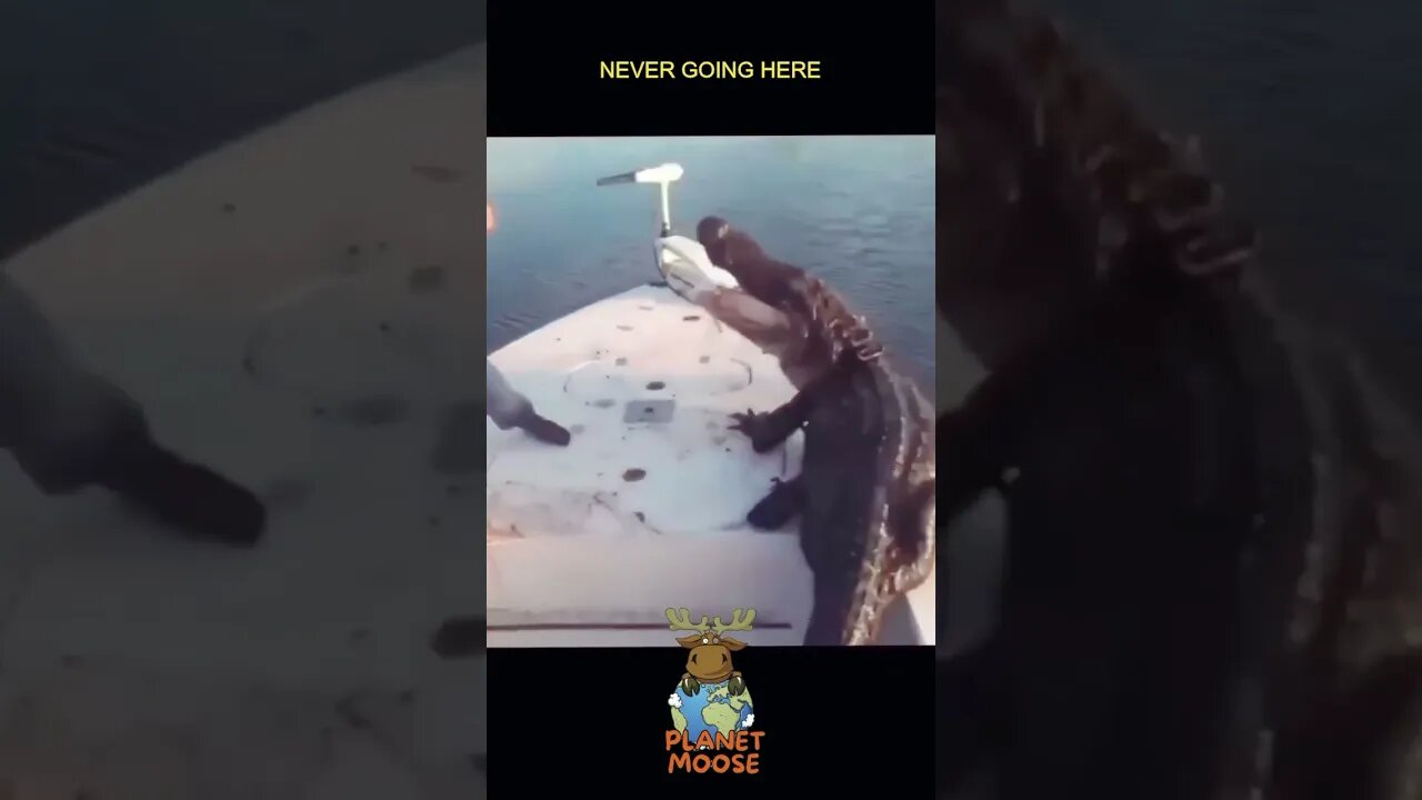 Guys Fight Huge Alligator On Boat #gators #alligator #fight #boat