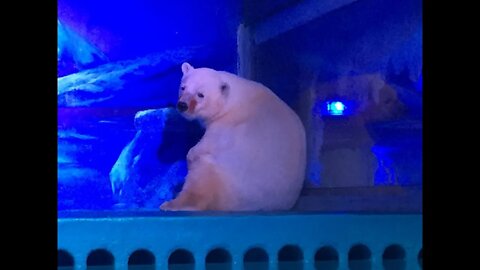 The Saddest Zoo on Earth