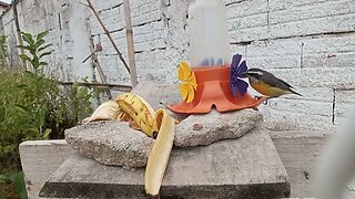 Passarinhos no quintal...