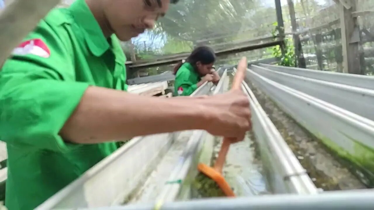 Hari 1 & 2 : Kegiatan PKL SMK Negeri 5 Agribisnis & Agroteknologi Merauke | #BerkebunHidroponik