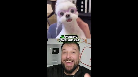Esta Perrita parece un peluche 🥰