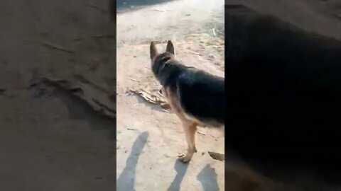 I love you my agnesh #shorts #trending #dogs #viral #dogslove #whatsappstatus #rudrakrishna #reels