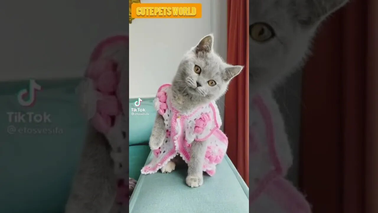 Cute and funny cat videos/#kitten #cat #kitty #funny kitten #funnycat #trending #shorts #tiktok