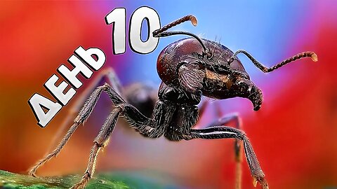 #AnToxiс 📅 День 1️⃣0️⃣ Маток много не бывает 🐜🐜🐜 #ants #colony #antlife @ParaToxic