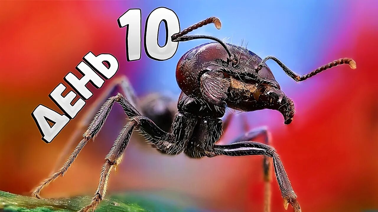 #AnToxiс 📅 День 1️⃣0️⃣ Маток много не бывает 🐜🐜🐜 #ants #colony #antlife @ParaToxic