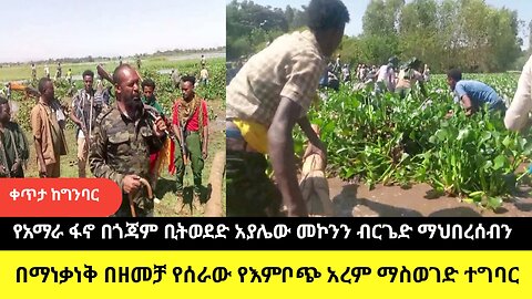 የአማራ ፋኖ በጎጃም ቢትወደድ አያሌው መኮንን ብርጌድ ማህበረሰብን በማነቃነቅ በዘመቻ የሰራው የእምቦጭ አረም ማስወገድ ተግባር