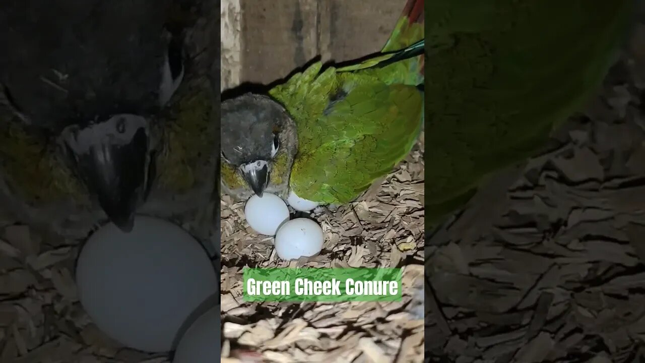 Green Cheek Conure Lays Surprise Eggs 😍😍 l #shorts l @BikisAviary