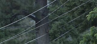 NV Energy: Winds at Mt. Charleston caused unplanned outage