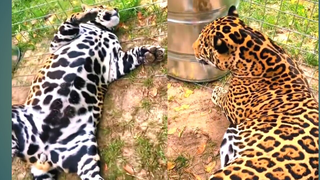 Coloring Tiger Belly are verry Smooth