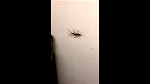 Why You Shouldn't Kill This Bug!