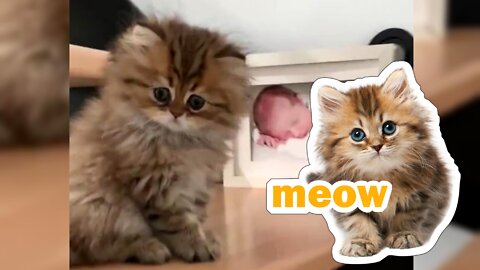 Lovely cat Haha funny little cat