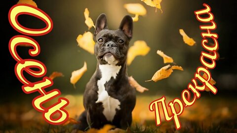 Смешные Собаки 10 Funny Dogs