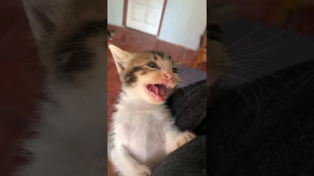 Yung Pati Pusa, Natatawa Sa Mukha Mo...