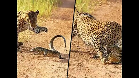 Leopard and Lizard Fighting in the jungle Leopard vs Lizard animals
