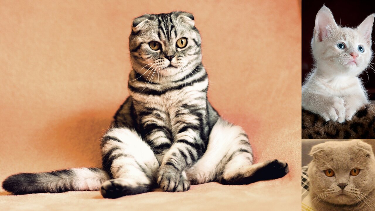 Baby Cats funny moment - Cute and Funny Cat Videos Compilation #2
