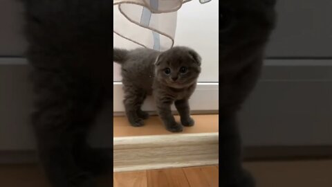 #shorts Смешные Коты Из Тик Тока 259 Funny Cats From Tiktok