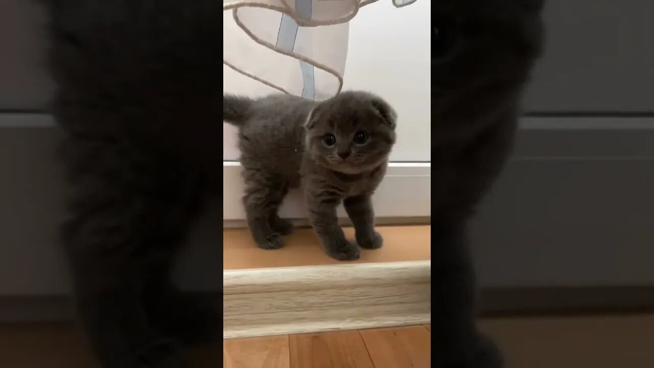 #shorts Смешные Коты Из Тик Тока 259 Funny Cats From Tiktok