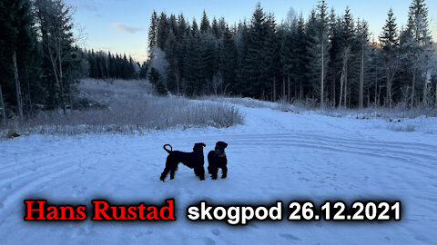 Skogpod 2. juledag, 2021: Spin ikke prinsipper
