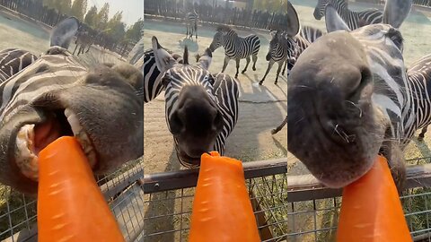 Zebra: Eating carrots happily!