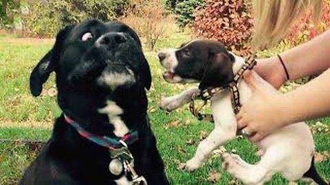 Doggos Doing Funny Things - Best of Funny Dogs Compilation 🐾