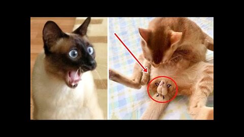 Cats always be Cat