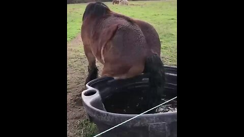 gorilla fanny movement
