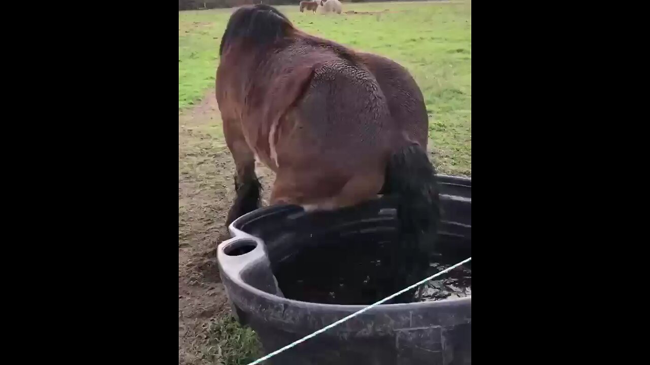 gorilla fanny movement