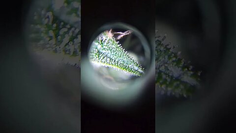 Todays scan for cloudy trichs
