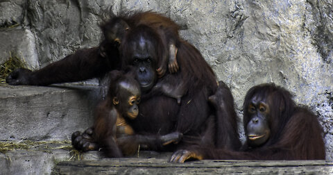 Monkey Family Playing And Having Fun