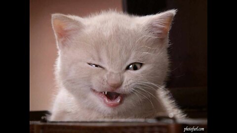 Cute And Funny Pets | Try Not To Laugh To These Pets Compilation