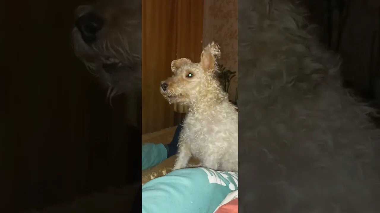 Foxik Julia asks for a treat