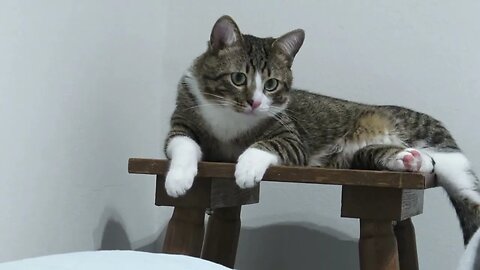 Cat Sits Next to the Bed