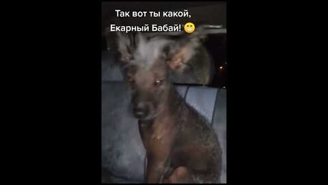Chupacabra